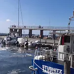Grosser Seestern In Wiek