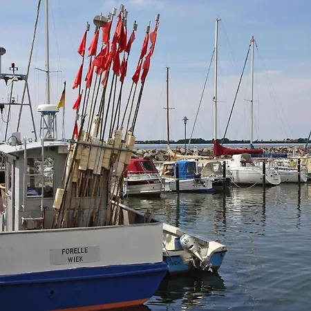 Grosser Seestern In Wiek